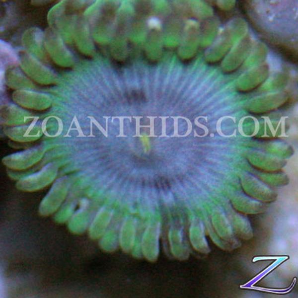 Blue Rhino Zoanthids