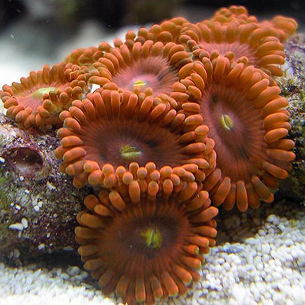 Fruity Pebbles Zoanthids