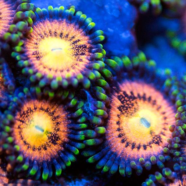 Fun Dip Zoanthids