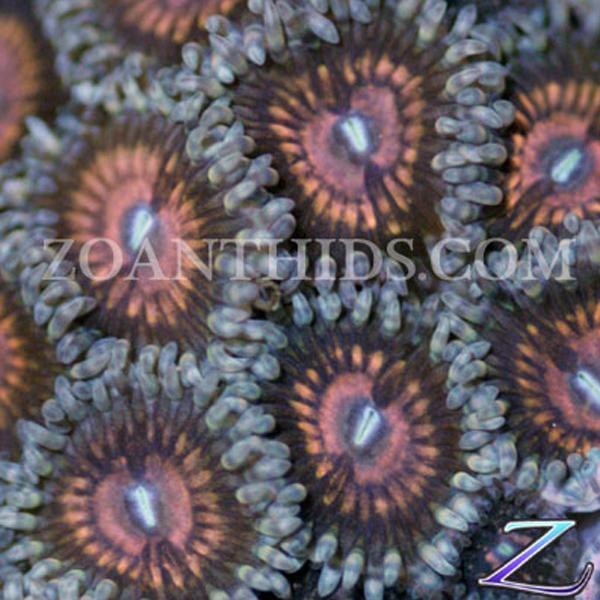 Fuzzy Navel Zoanthids