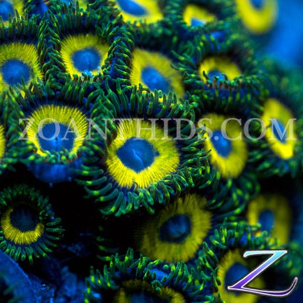 Glo Worm Zoanthids