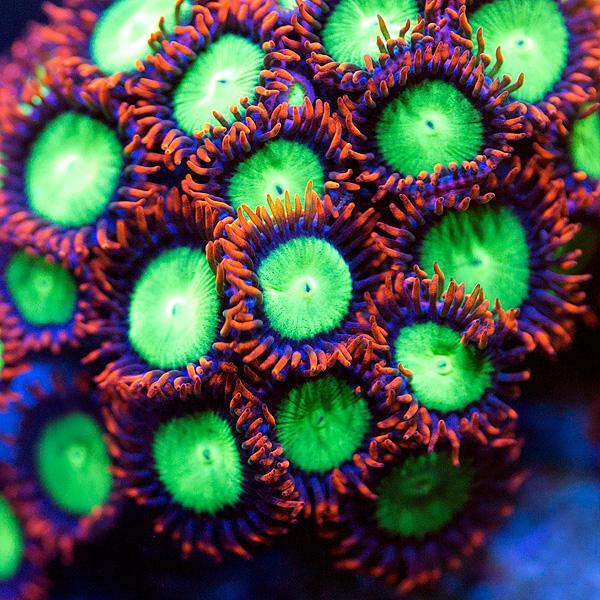 Goblins Fire Zoanthids