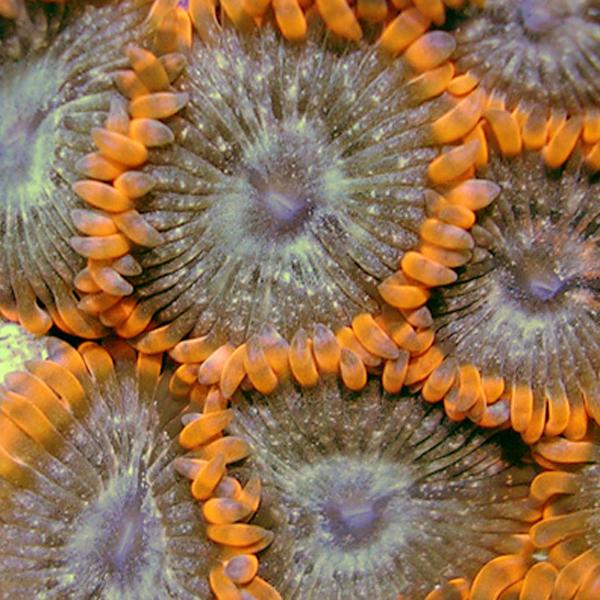 Gold Dust Lunar Zoanthids