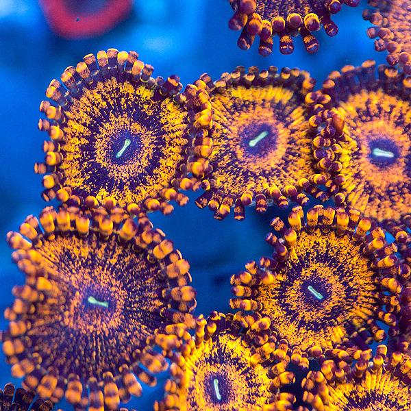 Gold Maul Zoanthids