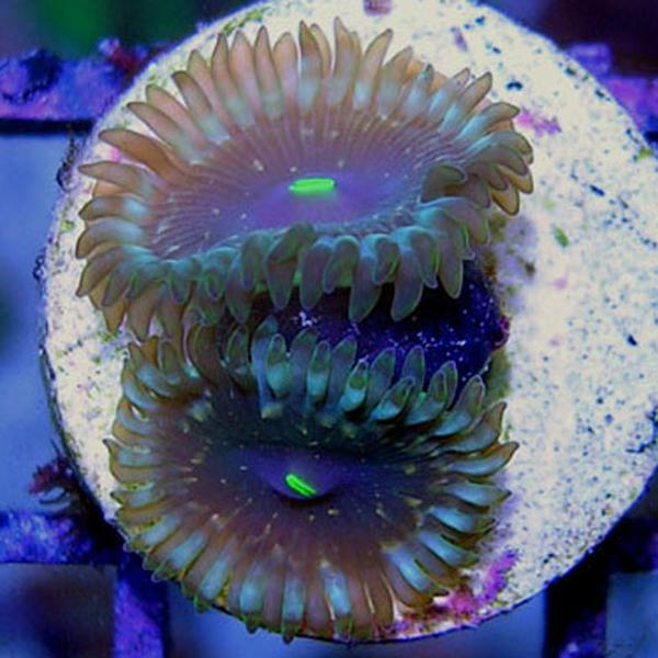 Gold Rush People Eater Zoanthids