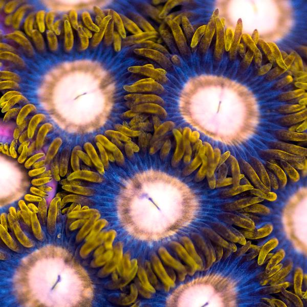 Golden Hornet Zoanthids