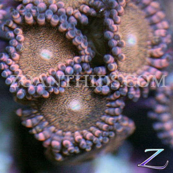 Goldylux Zoanthids