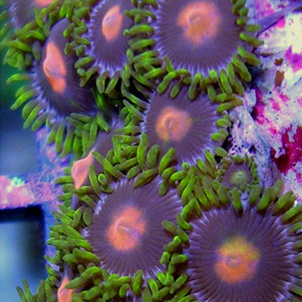 Gorilla Nipples Zoanthids