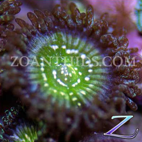 Granny Apple Zoanthids