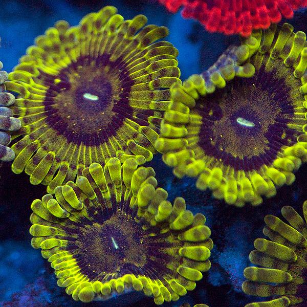 Green Maul Zoanthids