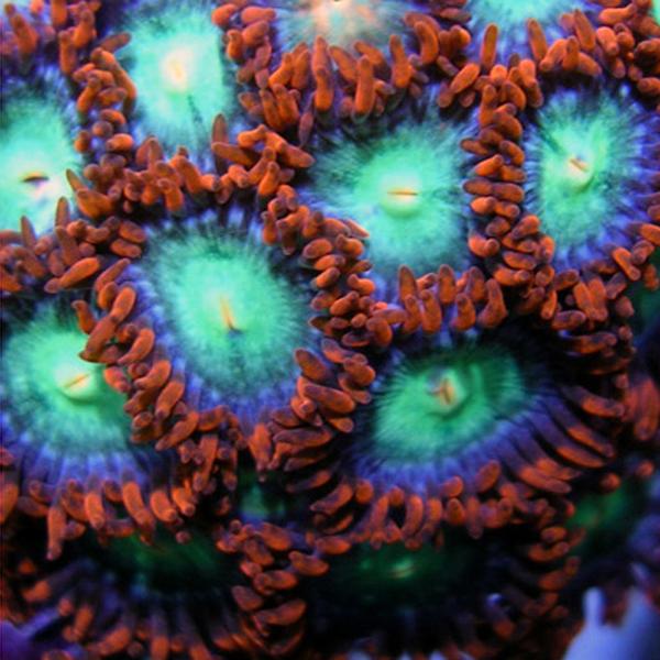 Grinches Zoanthids