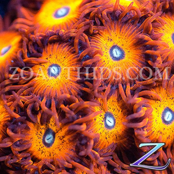 Hells Spells Zoanthids