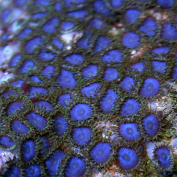 Icee Blue Zoanthids