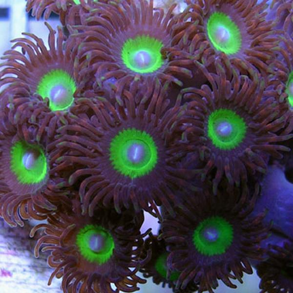 Infinity Zoanthids