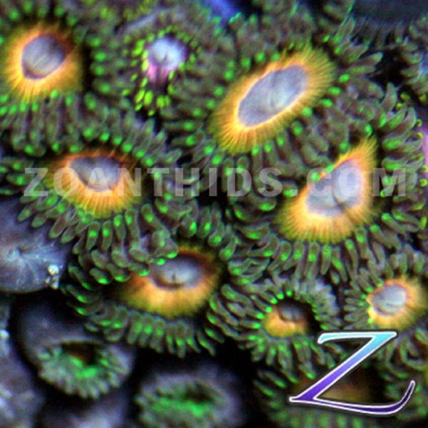 Jackpot Zoanthids