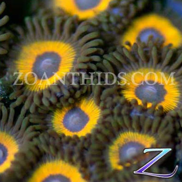 Johnny Pumpkin Seeds Zoanthids