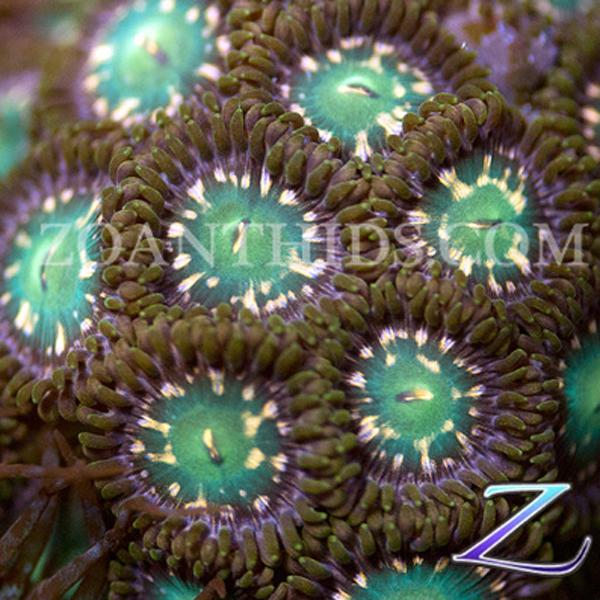 Jurassic Park Zoanthids