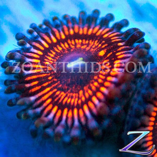 Kilauea Zoanthids