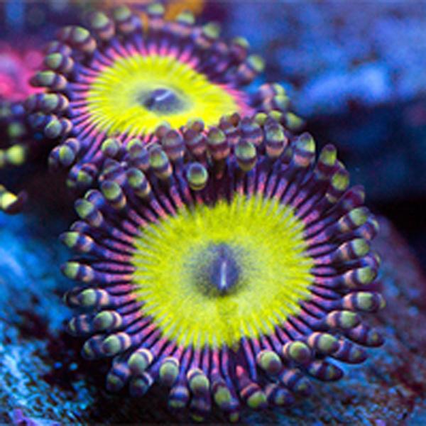 Kleptomaniac Zoanthids
