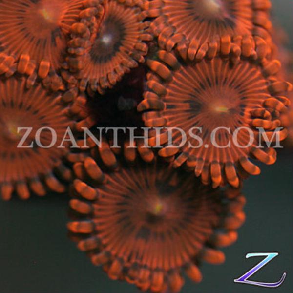 KO Nightmare Cousins Zoanthids