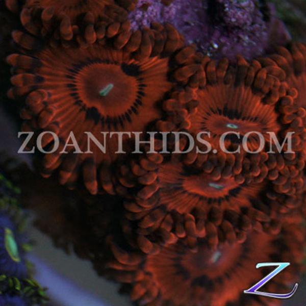 KO Nightmare Zoanthids