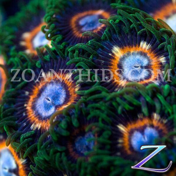 Pai Gow Poker Face Zoanthids