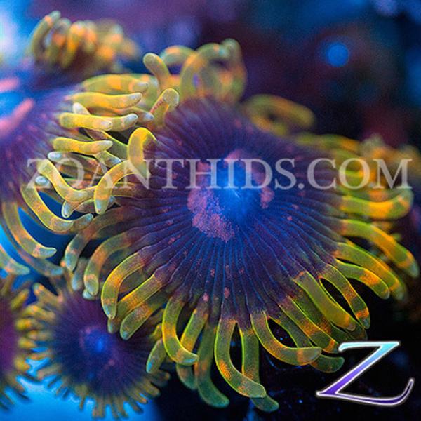 Phenomenon Zoanthids