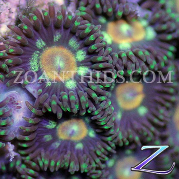 Poker Face Zoanthids
