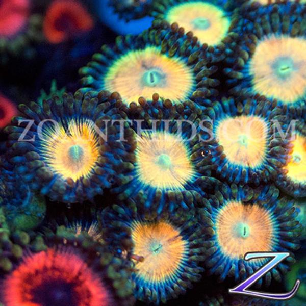 Pop Fizz Zoanthids
