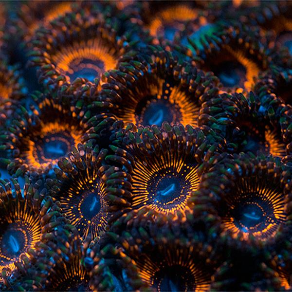 Predator Zoanthids