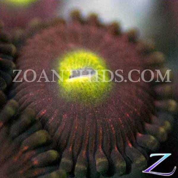 Princess Pea Zoanthids
