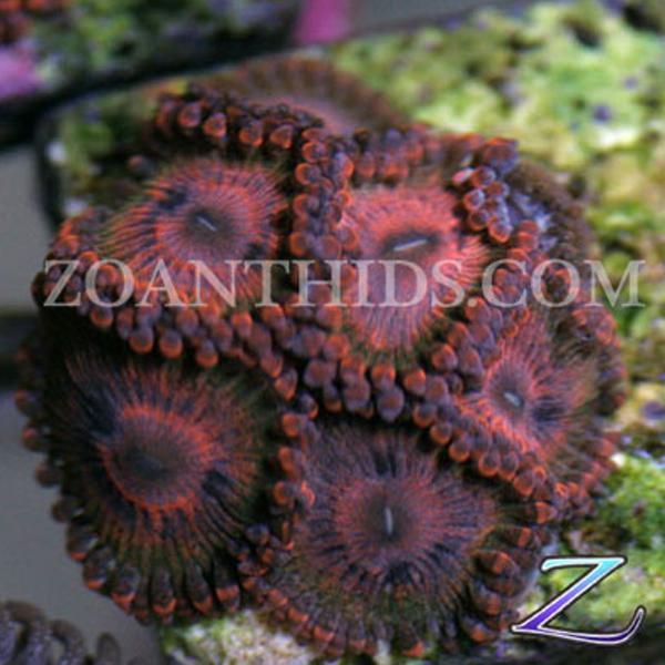 Psycho Melon Zoanthids