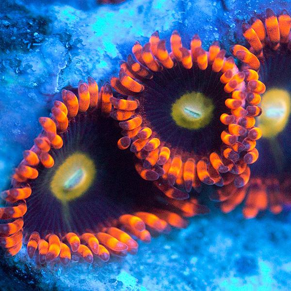 Psycho Venom Zoanthids