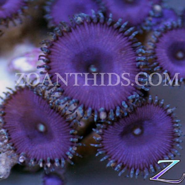 Purple Death Protopaly