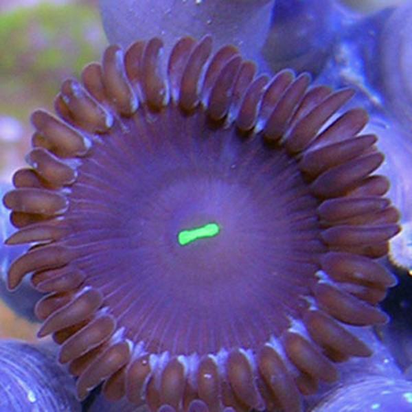 Purple Eater People Eater Zoanthids