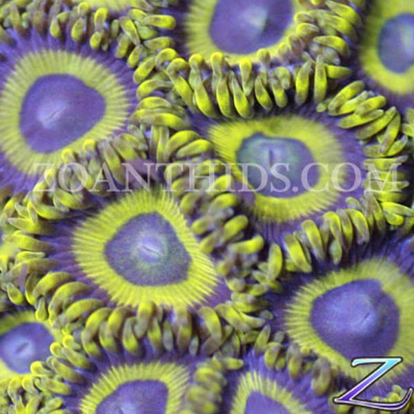 Purple Hornet Next Gen Zoanthids