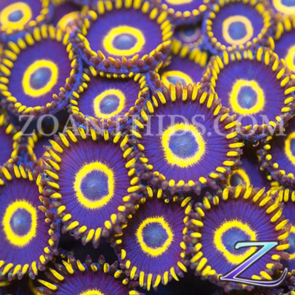 OG Purple Hornet Zoanthids