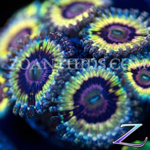 Queen Strat Zoanthids