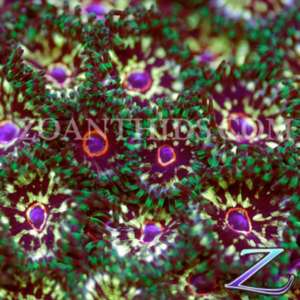 Ragin Cajun Zoanthids