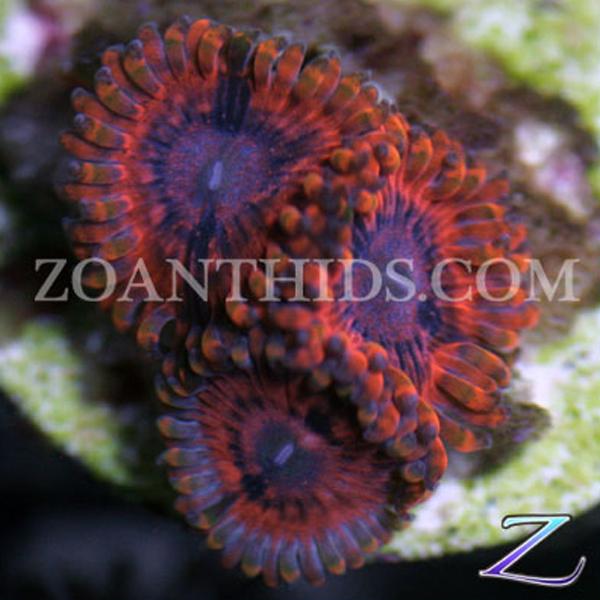 Rainbow Bright Zoanthids