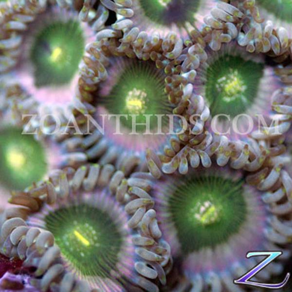 Rainbow Convict Zoanthids