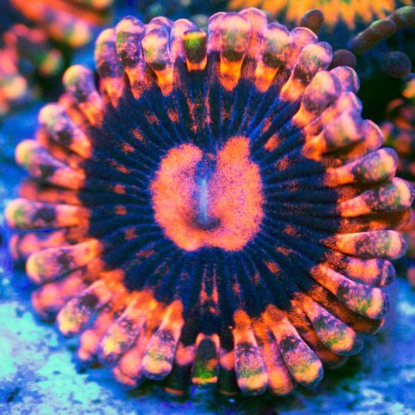 Rainbow VDM Zoanthids