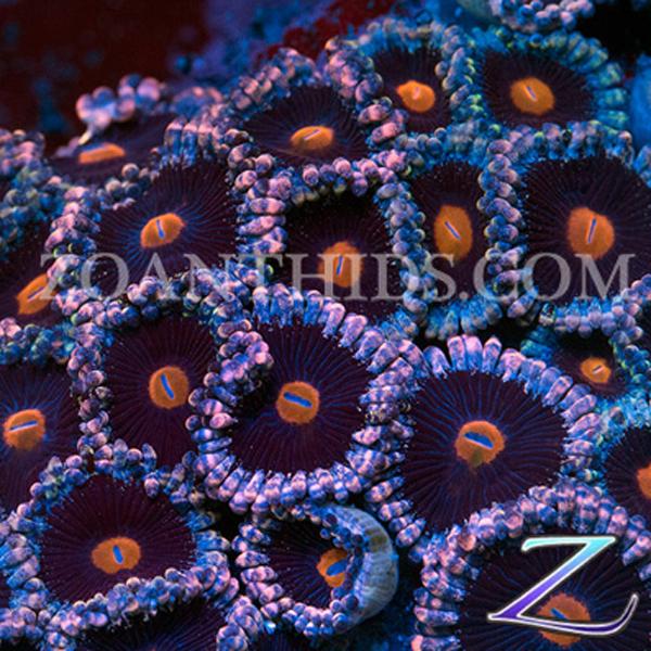 Ravenna Zoanthids