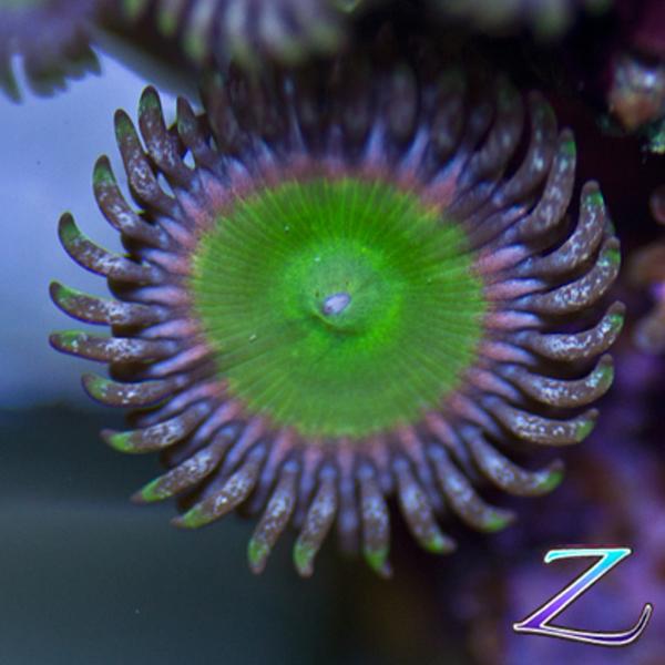 Razzleberry Rainbow Zoanthids