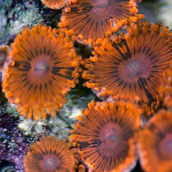 RC Fireballz Zoanthids