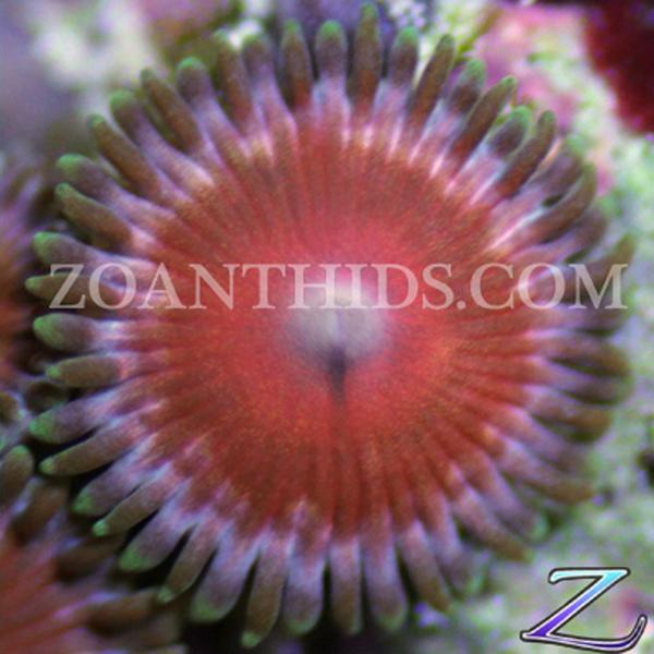Red Dead Redemption Zoanthids