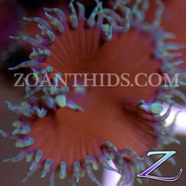 Red Death Protopalys