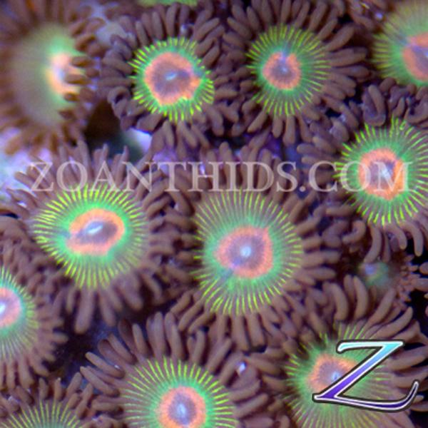 Red Ring Rastas Zoanthids