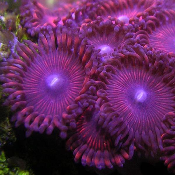 Red Skirt AOG Zoanthids