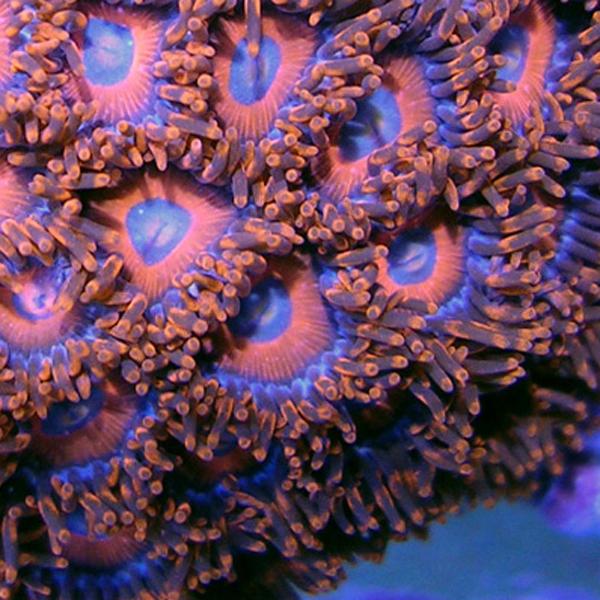 Reds Zoanthids